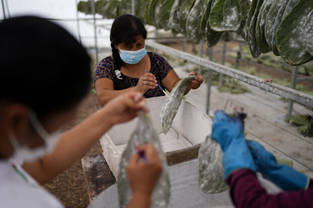 Garcia family members scraping cochineals off cactus pads