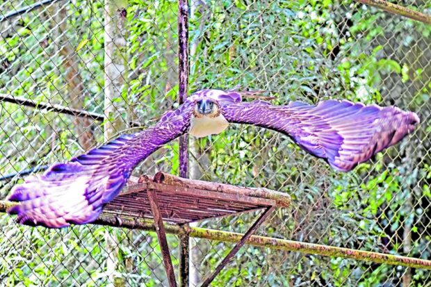 MEAL TIME A Philippine Eagle (Pithecophaga jefferyi) takes off from a perch toward a spot where its meal is served inside its cage at the Philippine Eagle Center in Malagos, Davao City. —ERWIN M. MASCARIÑAS