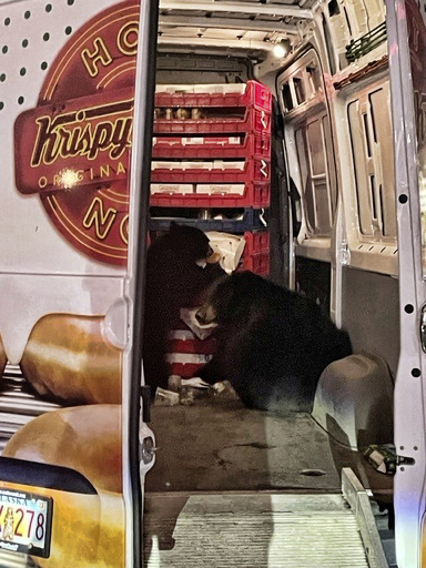 Bears raid Krispy Kreme delivery van on Alaska military base