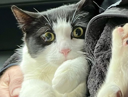Alaska couple reunited with cat 26 days after home collapsed into river 