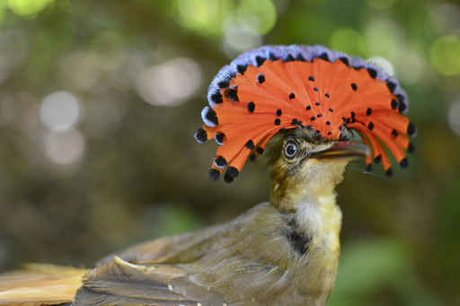 sanctuary for some Costa Rica rainforest birds