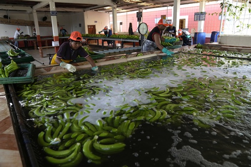 Ecuador drug cartels exploit the banana industry to ship cocaine