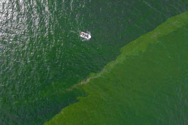 Extreme plankton bloom