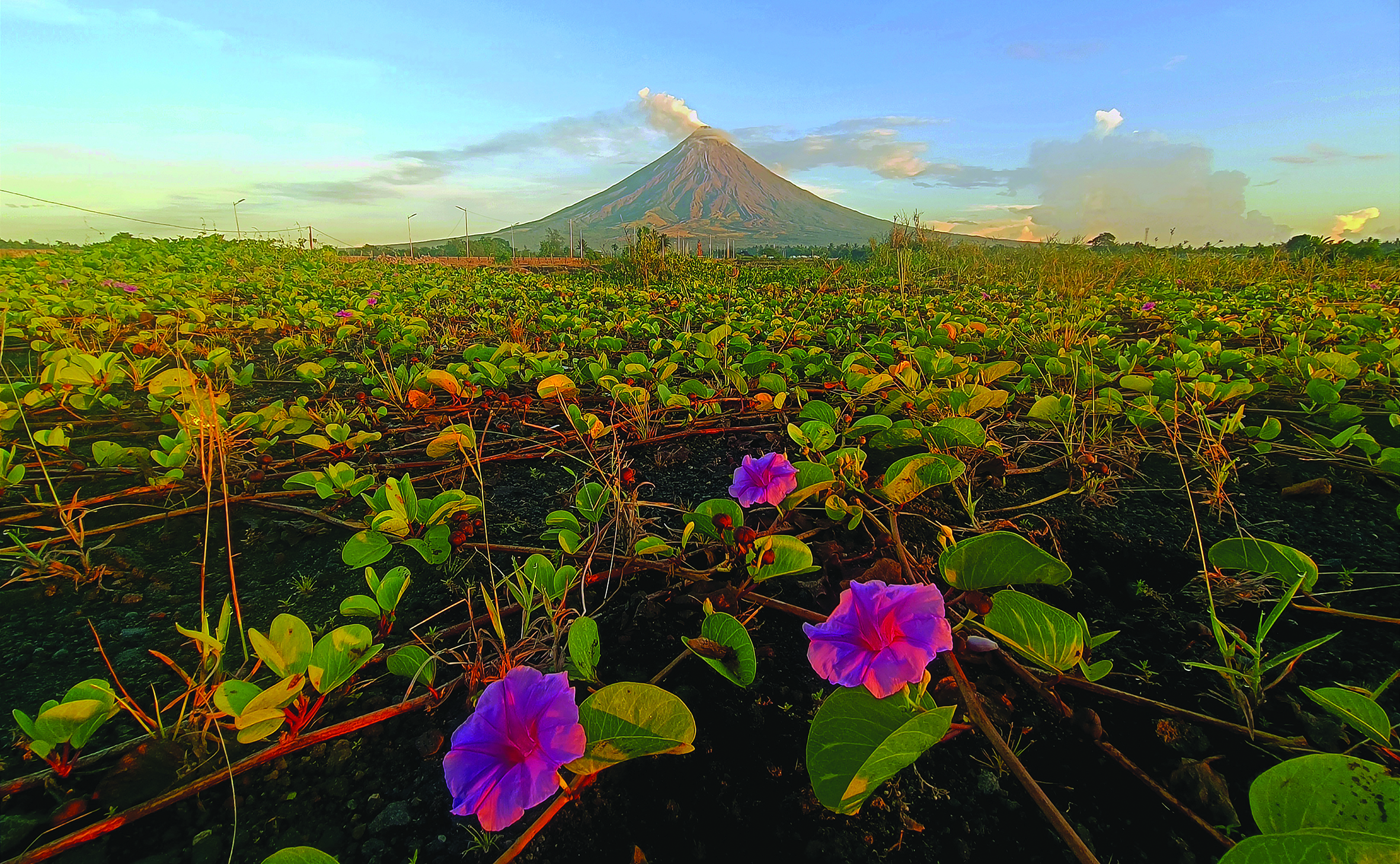 Albay's flora, fauna cling to life amid Mayon fury