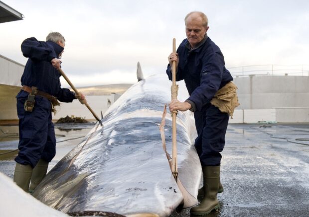 (FILES) Whalers cut open a 35-tonne Fin whale, one of two fin whales caught aboard a Hvalur boat off the coast of Hvalfjsrour, north of Reykjavik, on the western coast of Iceland on June 19, 2009.