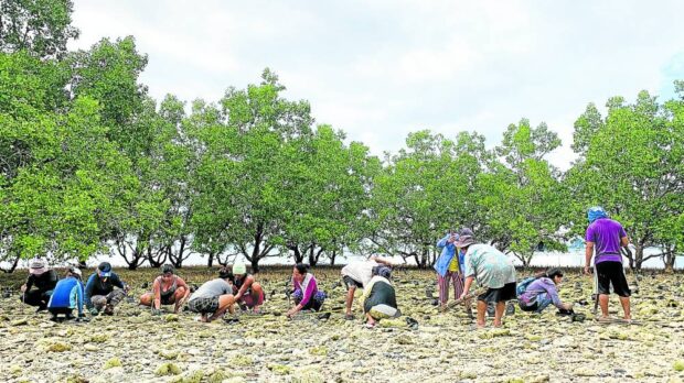 COMMUNITY EFFORT Members of San Salvador Biodiversity Friendly Association plant more mangroves on San Salvador Island in Masinloc, Zambales, in this photo taken on Aug. 18. —PHOTOS BY JOANNA ROSE AGLIBOT