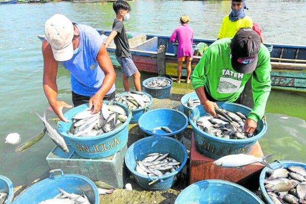 Newly harvested bangus from island barangays in Dagupan City are brought to Magsaysay Fish Market. From the boat they are classified according to sizes and placed into tubs.PHOTO BY WILLIE LOMIBAO