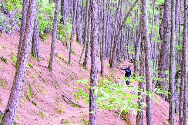 FOREST BATHING Camp John Hay retains Baguio City’s largest forest cover, which tourists can visit by hiking through trails developed by its former administrator, the US military. —NEIL CLARKONGCHANGCO