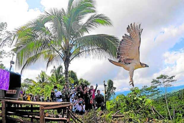 BACK TO THE WILD Onlookers take snapshots of Philippine Eagle Rajah Cabungso-an as he is released back to the wild at Barangay Kabungsuan in Lingig, Surigao del Sur, in November 2021 afterover seven months of rehabilitation. Soon, the village of Kagbana in Burauen, Leyte, will become the next release site for the national bird. —ERWIN M. MASCARIÑAS