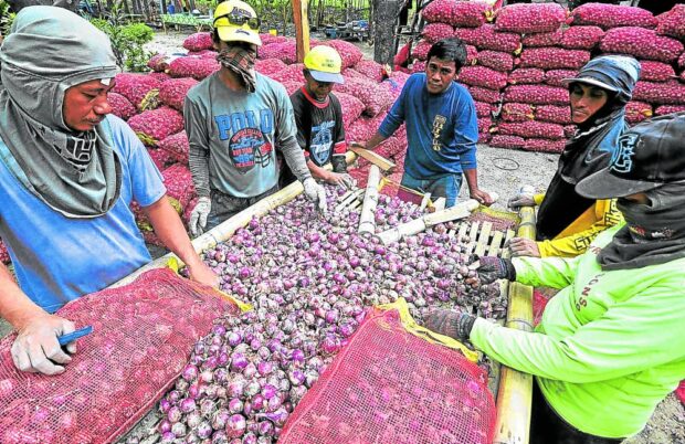 PRICEY BULBS Farmers in Bayambang, Pangasinan, sort out freshly harvested onions before transporting them to market, in this file photo . —WILLIE LOMIBAO onion import increase price