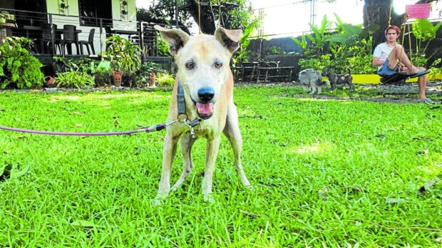 The dog was eventually taken to a rehabilitation center in Tarlac (right) and had adjustedto his new home. —PHOTO FROM ANIMAL KINGDOM FOUNDATION