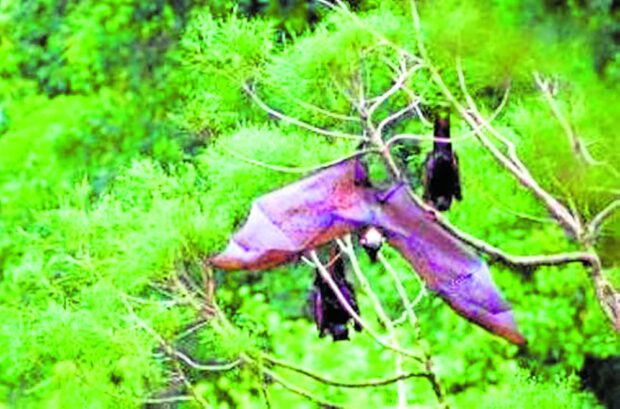 Bats part of success (not horror) story at reforested Bicol site