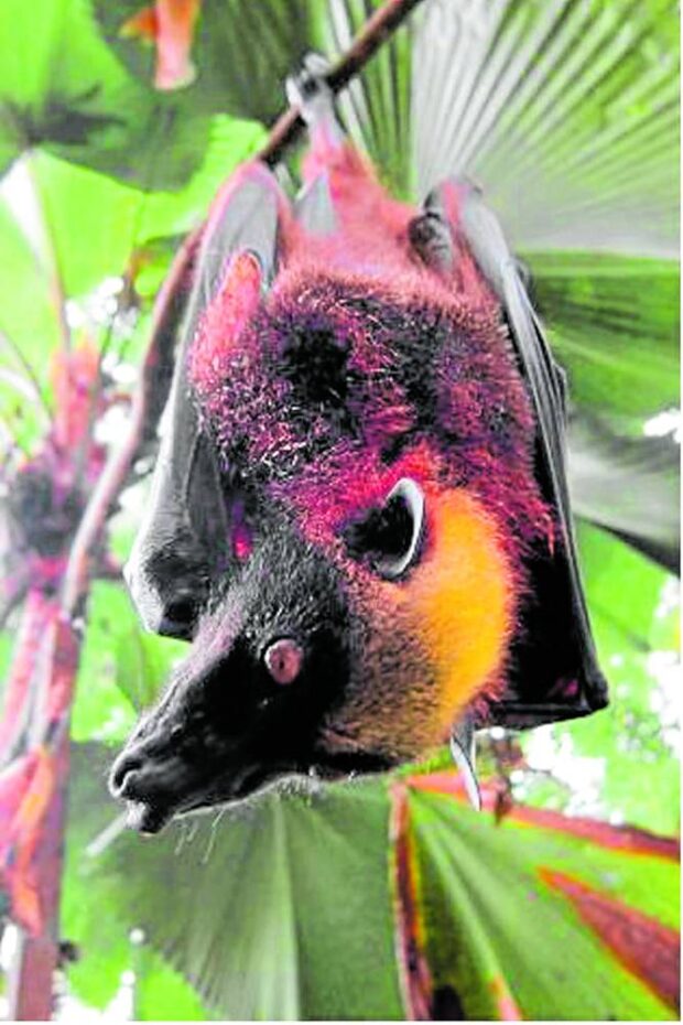 PROTECTED The golden-crowned flying fox is the largest of the world’s 1,400 known bat species. It is considered endangered and legally protected under Republic Act No. 9147. Killing one is punishable with a fine of from P20,000 to P1 million and/or a prison term of one to 12 years. —Gregg Yan