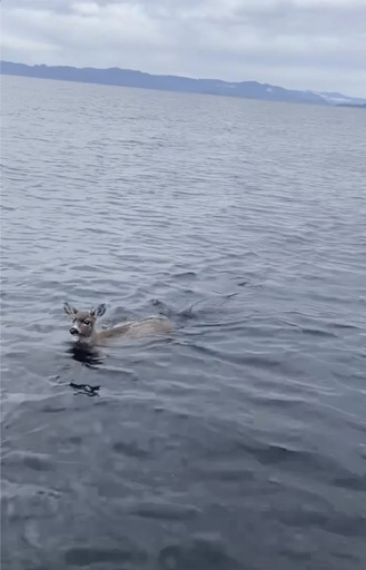 Wildlife troopers rescue struggling deer in cold Alaskan waters