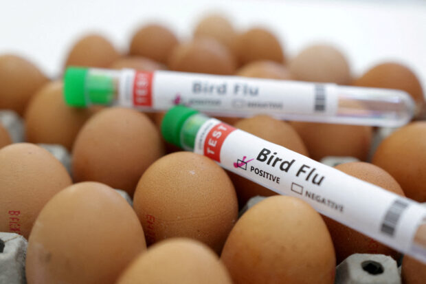 Румъния и България обявяват птичи грип, тъй като Европа е изправена пред нова вълна от вируса