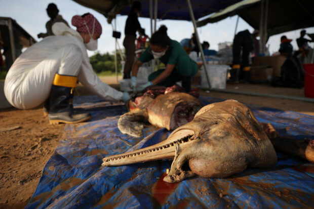 FILE PHOTO: Dolphin was found dead at the Tefe lake affluent of the Solimoes river that has been affected by the high temperatures and drought in Tefe