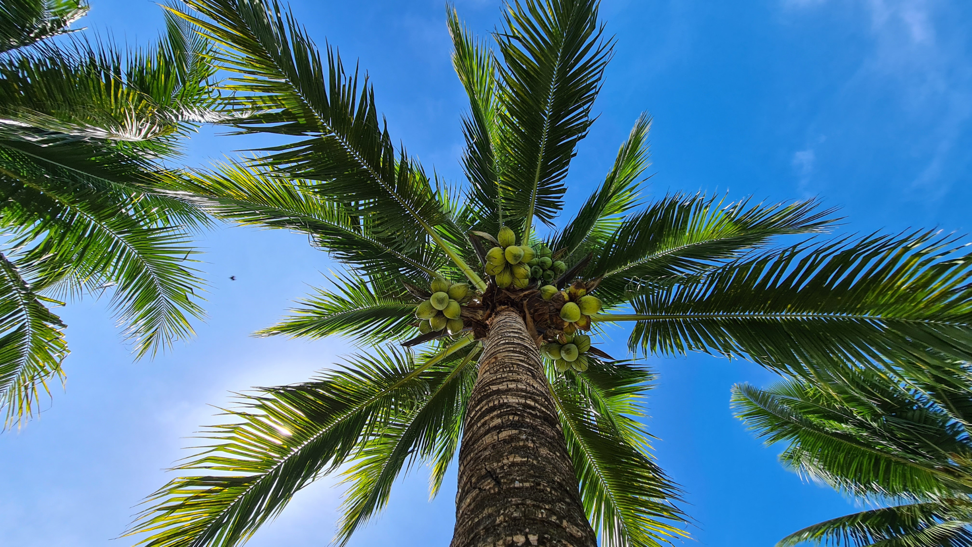  Bicol coconut farmers get P6M DOLE aid