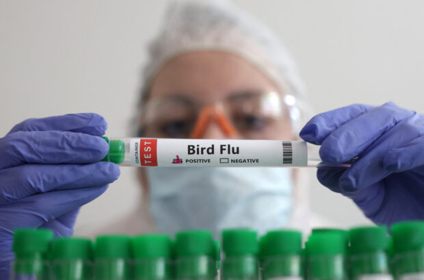 France kicks off bird flu vaccination 
