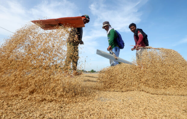 BUMPER HARVEST SEEN Farmers take advantage of the sunny weather to dry their harvest of palay in Apalit town, Pampanga province. —NIÑO JESUS ORBETA