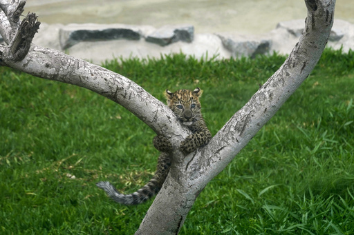 First leopard cubs born in captivity in Peru