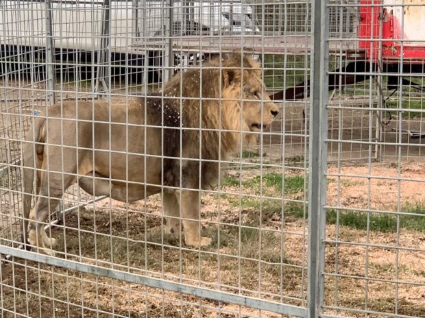 The lion Kimba, 8, from the Rony Roller circus is seen behind fences in Ladispoli on November 12, 2023. Residents of Ladispoli, a seaside town near Rome, were told to stay home yesterday after Kimba the lion escaped from the circus before the animal was sedated and captured. (Photo by Sonia LOGRE / AFP)