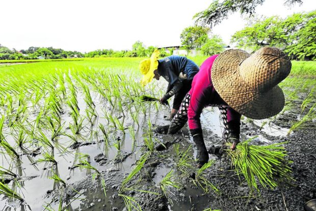 Cha-cha may displace farmers via opening foreign agri-land acquisition