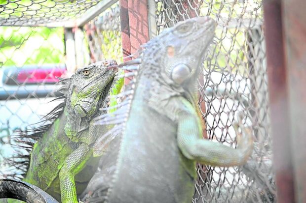 FARM RAIDERS Two of the captured reptiles at a wildlife sanctuary in Thailand’s Nakhon Nayok province. Screenshot released on Nov. 21. —AFP
