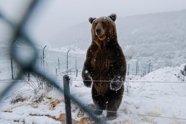 A lion and several bears go wild in snow in Kosovo