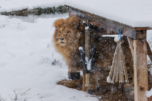 A lion go wild in snow in Kosovo
