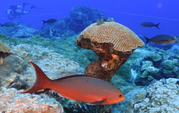 Climate Texas Coral Reefs