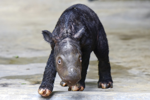 Sumatran rhino calf adds to an endangered species of fewer than 50 animals