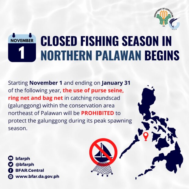 BFAR: Closed fishing season for galunggong in Palawan starts | Inquirer ...