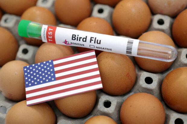 FILE PHOTO: Illustration shows test tube labelled "Bird Flu", eggs and U.S. flag