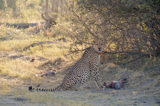 Cheetahs become more nocturnal on hot days