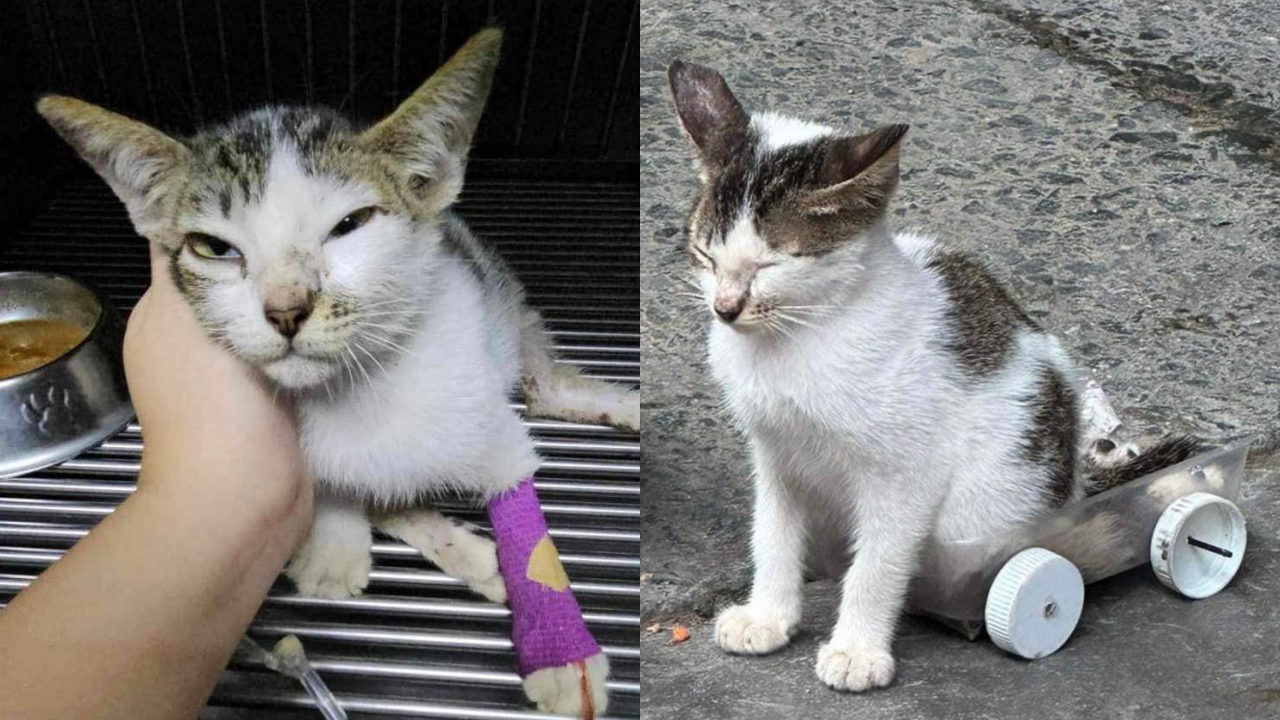 Viral disabled kitten on wheels dies
