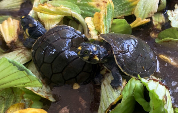 Heat wave speeds turtle hatching in Peru