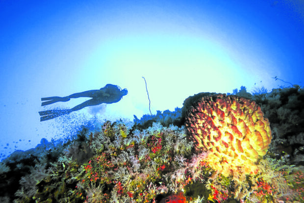 CURE FROMTHE DEEP The Tubbataha Reefs Natural Park, one of its features shown in this 2013 photo, holds promise as a source of microorganisms which can be used in the development of antibiotics and anticancer drugs. —FILE PHOTO BY YVETTE LEE