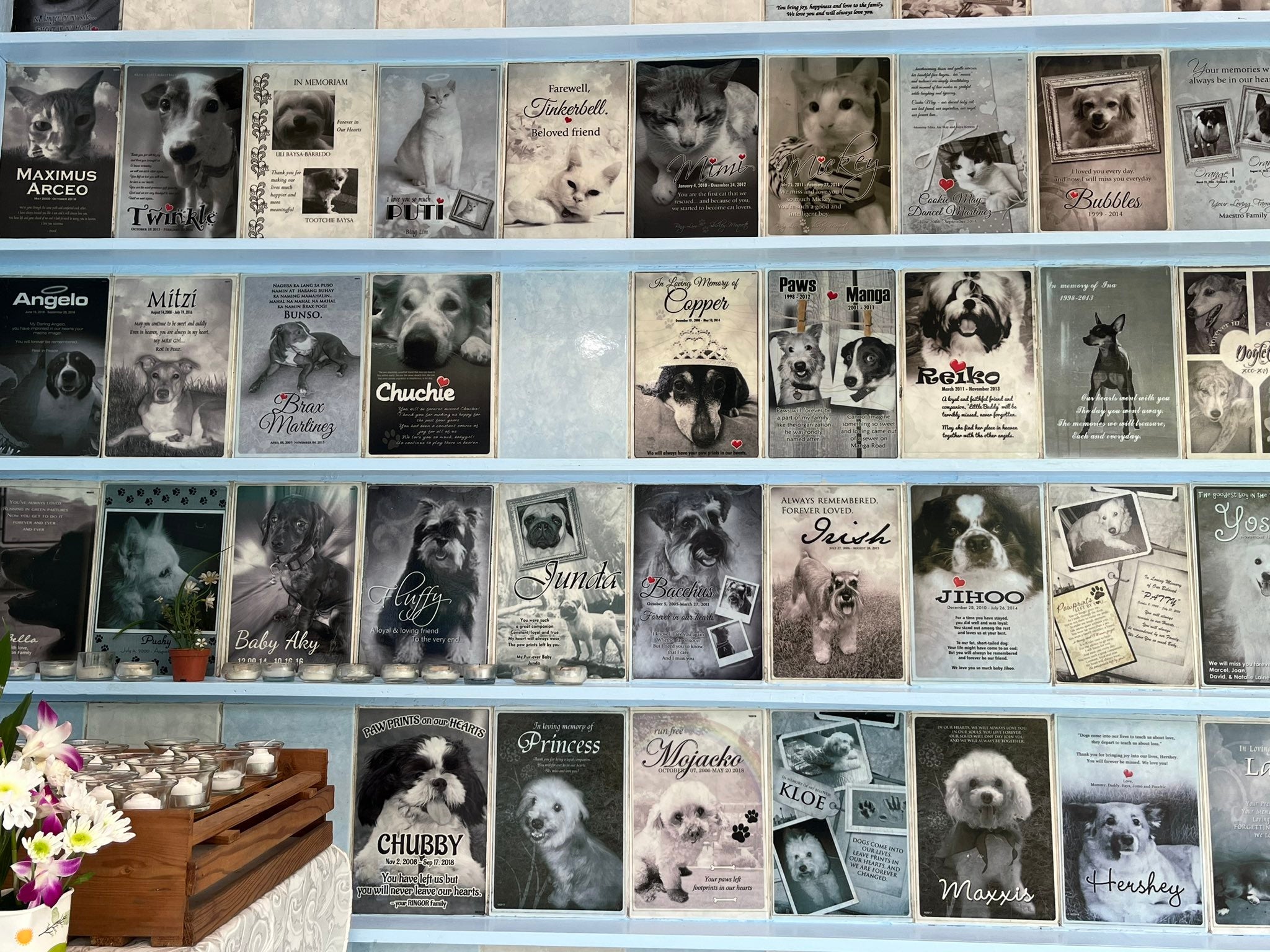 Reliving good times with beloved pets through PAWS memorial wall