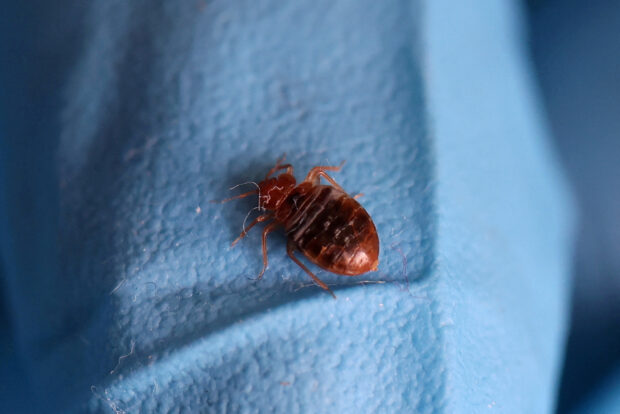 South Korea bedbugs