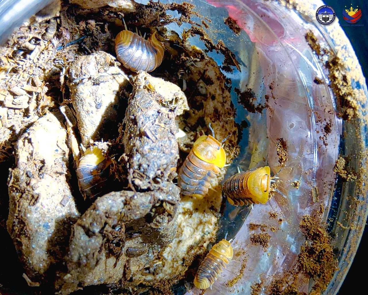 Customs Bureau Seizes Parcel Containing Exotic Pests | Inquirer News