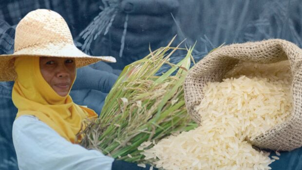 RICE COMPOSITE IMAGE BY DANIELLA MARIE AGACER FROM INQUIRER FILE AND STOCK PHOTOS