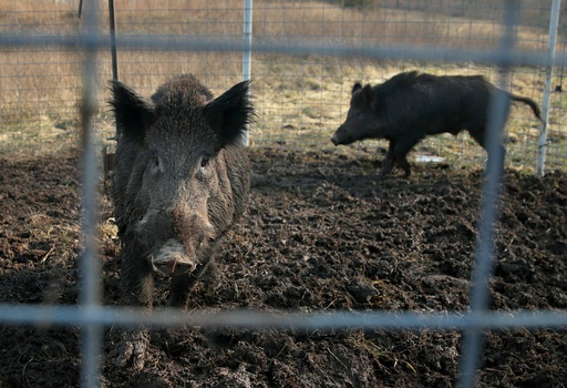 Two feral hogs are caught in a trap on a farm in rural Washington County, Mo., Jan. 27, 2019. Minnesota, North Dakota and Montana and other northern states are making preparations to stop a threatened invasion from Canada. Wild pigs already cause around $2.5 billion in damage to U.S. crops every year, mostly in southern states like Texas. But the exploding population of feral swine on the prairies of western Canada is threatening spill south.