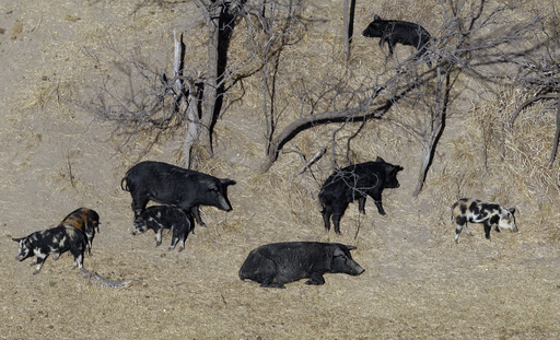 Population of hard-to-eradicate ‘super pigs’ in Canada threatening to invade US