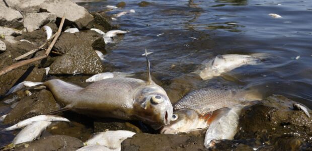 Dead fish are pictured on the banks of the river Oder in Schwedt, eastern Germany, on August 12, 2022, after a massive fish kill was discovered in the river in the eastern federal state of Brandenburg, close to the border with Poland. The cause of the mass mortality of fish along the river is still unclear. Authorities in the city of Frankfurt an der Oder warned "strongly" against coming into contact with the water of the river. (Photo by Odd ANDERSEN / AFP)