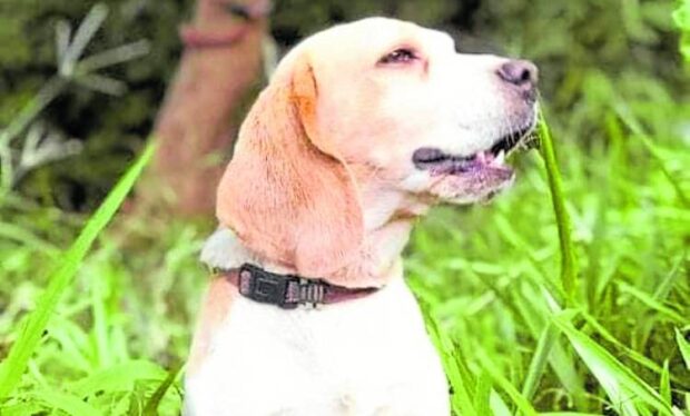 TRACKER “Wheel,” the scent-tracking beagle, is cited for locating the remains of plane passenger Elna Escalante on Sunday some 200 meters from the wreckage in San Mariano, Isabela. —AK9 MANDOG SOCIETY PHOTO