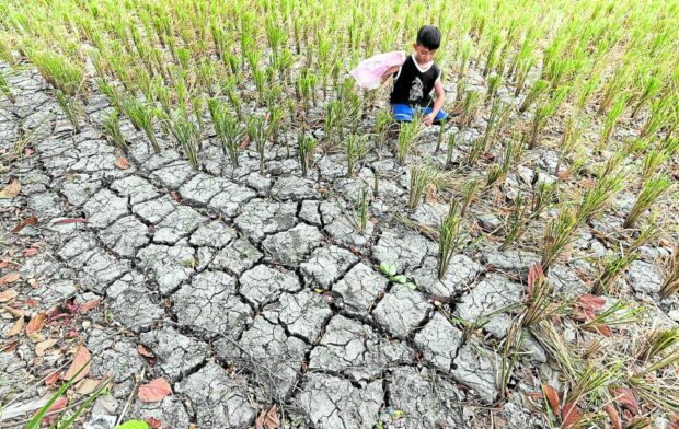 UNPRODUCTIVE The El Niño is forecast to reduce rainfall and cause farms to dry up, such as this parched field in Tanza, Cavite, photographed on May 3, 2023. NIA Crops