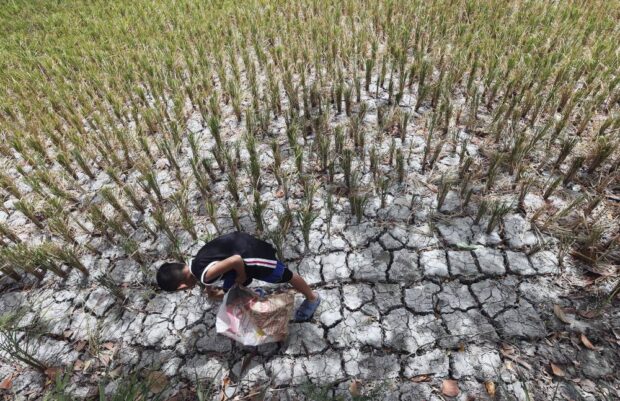 PARCHED In this photo taken in May, a boy walks through a parched rice field in Tanza, Cavite, as the state weather bureau issued an El Niño alert. —MARIANNE BERMUDEZ