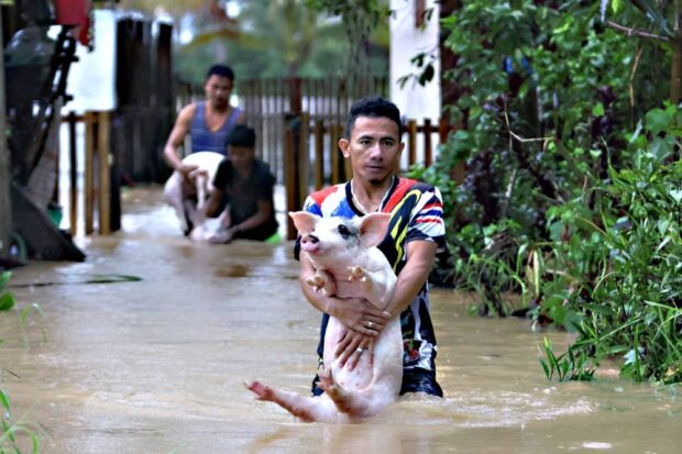 RESCUE OPERATION Piglets raised by residents in the village of Patin-ay in Prosperidad town, Agusan del Sur, are taken to dry ground as floodwaters start to swamp their pens following heavy rains induced by Tropical Storm “Kabayan” (international name: Jelawat) on Monday. —ERWIN MASCARIÑAS