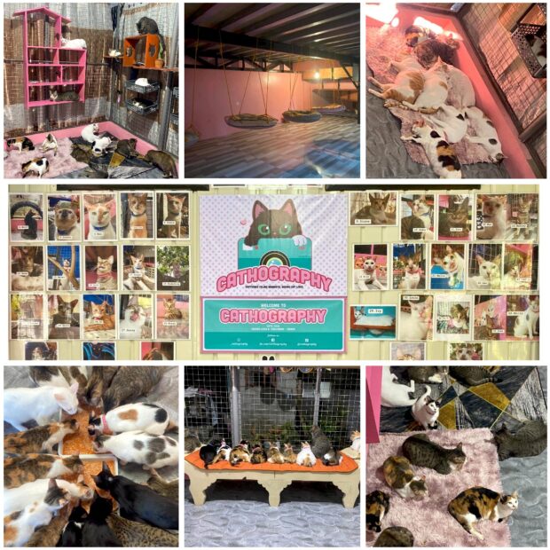 Photos show the interior and exterior of the ‘CAThography Cat Cabin’ Cabuyaban built for her rescued cats.