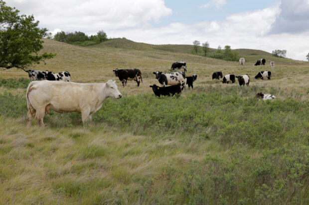 Canada to offer incentives to cattle farms to reduce methane emissions